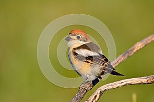 Woodchat shrike perched on a branch. photo