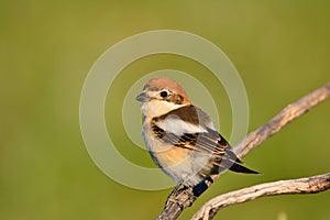 Woodchat shrike perched on a branch. photo