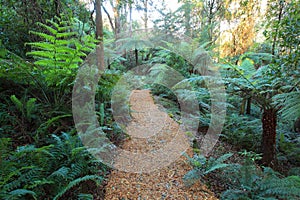 Gondwana rainforest with woodchip path photo