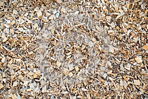 Woodchips in my garden.