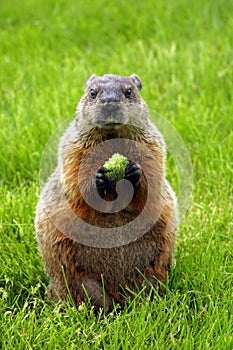 Woodchuck