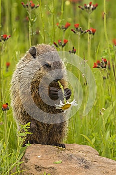 Woodchuck Eating Flower