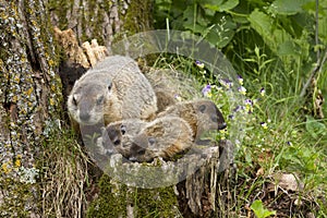 Woodchuck Family Close up with Flowers