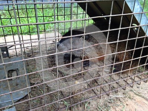 Woodchuck in humane trap