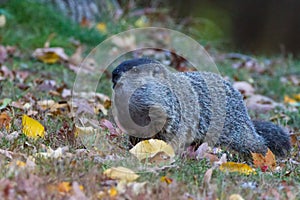 Woodchuck in the leaves