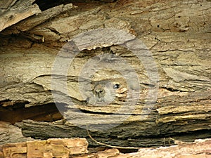 Woodchuck In Log