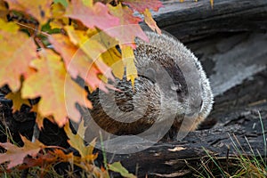 Woodchuck Marmota monax Dozes in Log with Autumn Leaves