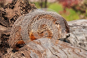 Woodchuck (Marmota monax) Faces Right