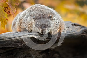 Woodchuck Marmota monax Hangs Over Side of Log