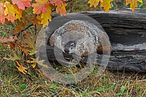 Woodchuck Marmota monax Hangs Over Side of Log Snoozing Autumn