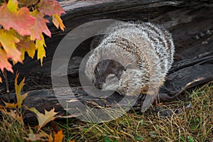 Woodchuck Marmota monax Huddled in Log Autumn