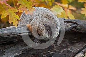 Woodchuck Marmota monax Leans Out Over Log Autumn