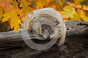 Woodchuck Marmota monax Leans Out Over Log Paw Extended Autumn