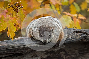 Woodchuck Marmota monax Leans Over Log in Autumn