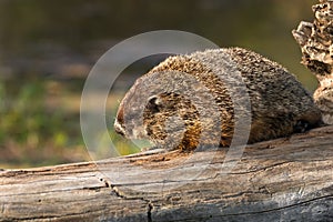 Woodchuck (Marmota monax) Lies on Log