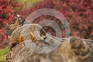 Woodchuck (Marmota monax) on Log
