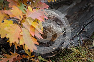 Woodchuck Marmota monax in Log Behind Autumn Leaves