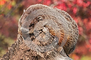 Woodchuck (Marmota monax) Looks Down from End of Log
