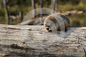 Woodchuck (Marmota monax) Looks Out from Atop Log