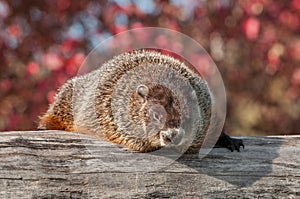 Woodchuck (Marmota monax) Looks Out from Atop Log