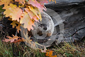 Woodchuck Marmota monax Looks Out From Leaves Autumn