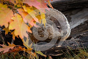 Woodchuck Marmota monax Looks Out From Within Log Autumn