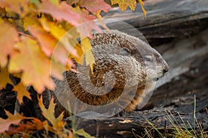 Woodchuck Marmota monax Looks Right From Within Log Autumn