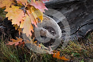 Woodchuck Marmota monax Naps in Log Autumn