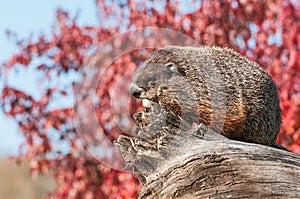 Woodchuck (Marmota monax) Rests on Log
