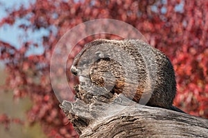 Woodchuck (Marmota monax) Sits Facing Left on Log