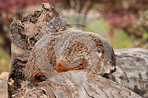 Woodchuck (Marmota monax) Sits on Log