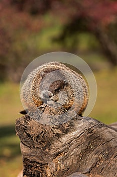 Woodchuck (Marmota monax) Snoozes Atop Log