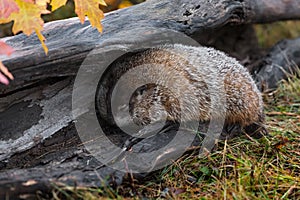Woodchuck Marmota monax Snoozes with Head in Log Autumn