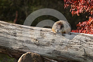 Woodchuck (Marmota monax) Snoozes on Log