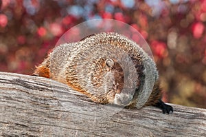 Woodchuck (Marmota monax) Snoozing