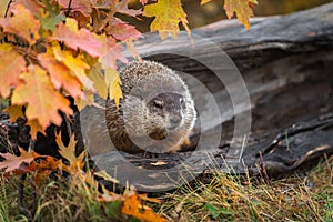 Woodchuck Marmota monax Steps Up From Inside Log