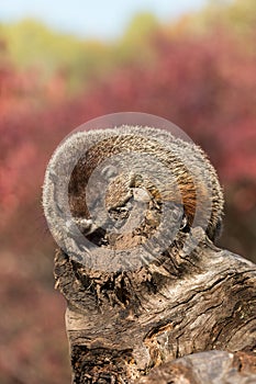 Woodchuck (Marmota monax) Takes a Snooze