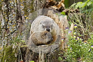 Woodchuck Mom and Baby in Wildflowers