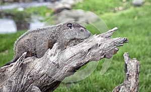 Woodchuck profile