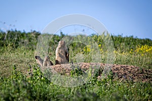 A woodchuck with two cubs looks out of the hole. Sunny summer day. Field with herbs. Cute steppe animals