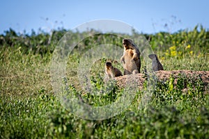 A woodchuck with two cubs looks out of the hole. Sunny summer day. Field with herbs. Cute steppe animals