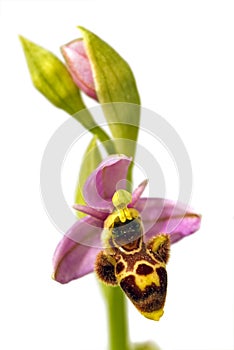 Woodcock Orchid