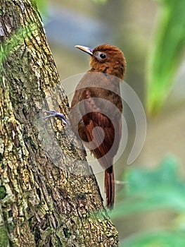 Woodcreeper, Dendrocincla homochroa, on a tree branch in Belize