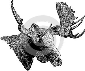 Woodcut Moose Head