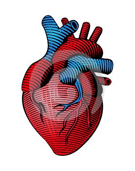 Woodcut style colored human heart line art