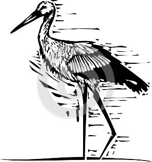 Woodcut wading Stork photo