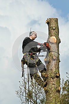Woodcutter in action in a tree in denmark