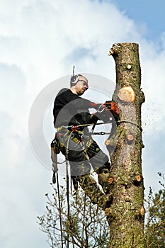 Woodcutter in action in a tree in denmark