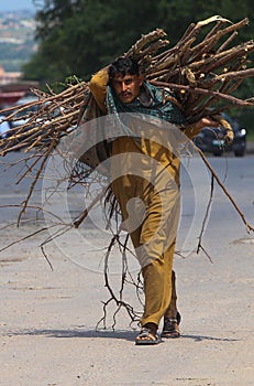 A woodcutter busy in collecting wood after cutting into pieces for up coming winter session