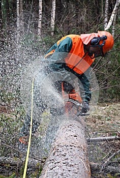 Woodcutter, chainsaw, tree